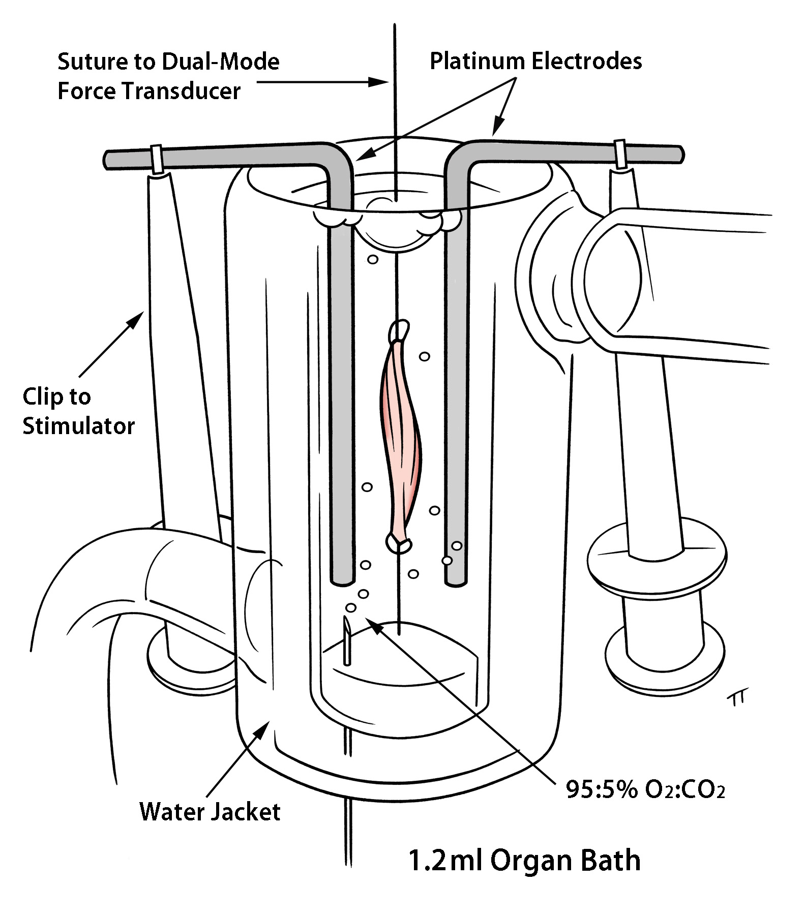 Ex vivo_physiology