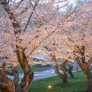 CherryBlossoms