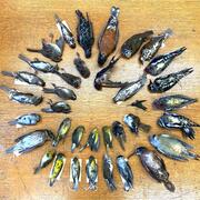 Taxidermic skins of birds found during collision monitoring. Several are listed by the ODNR Division of Wildlife as species of concern including Mourning Warbler (Geothypis philadelphia), Yellow-bellied Sapsucker (Sphyrapicus varius), Virginia Rail (Rallus limicola), and Brown Creeper (Certhidae americana). 