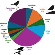 Distribution of bird mortality by Family during the combined Fall 2023 and Fall 2024 semesters. Most of the dead birds found were of the family Parulidae (New World Warblers).