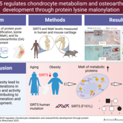 graphical abstract
