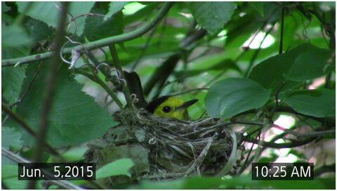 Female Hooded Warbler on the nest