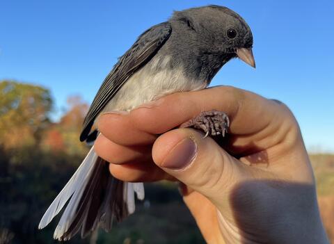 A Slate-colored Junco being held in photographers grip.