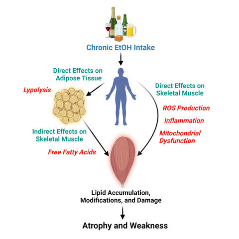 Lipid Figure