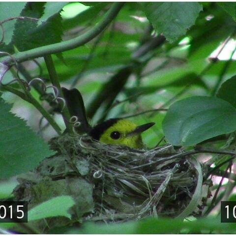 Female Hooded Warbler on the nest