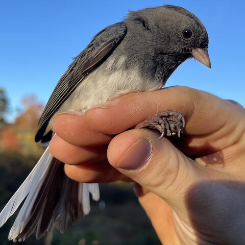 A Slate-colored Junco being held in photographers grip.