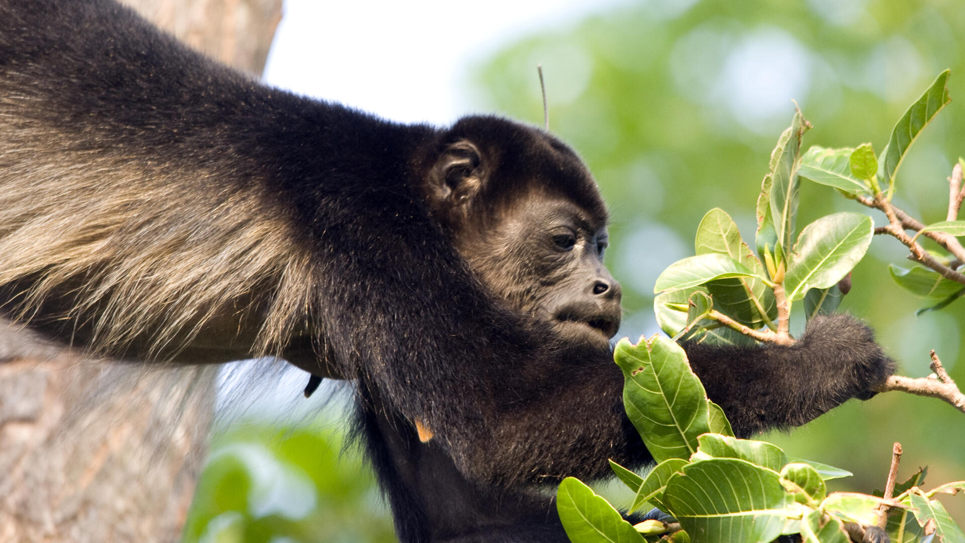 howler monkey feeding