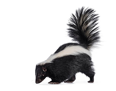 A skunk